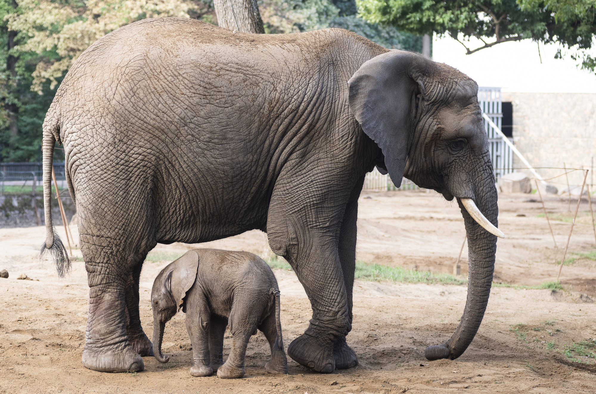 Elefántbébi született a a Nyíregyházi Állatparkban