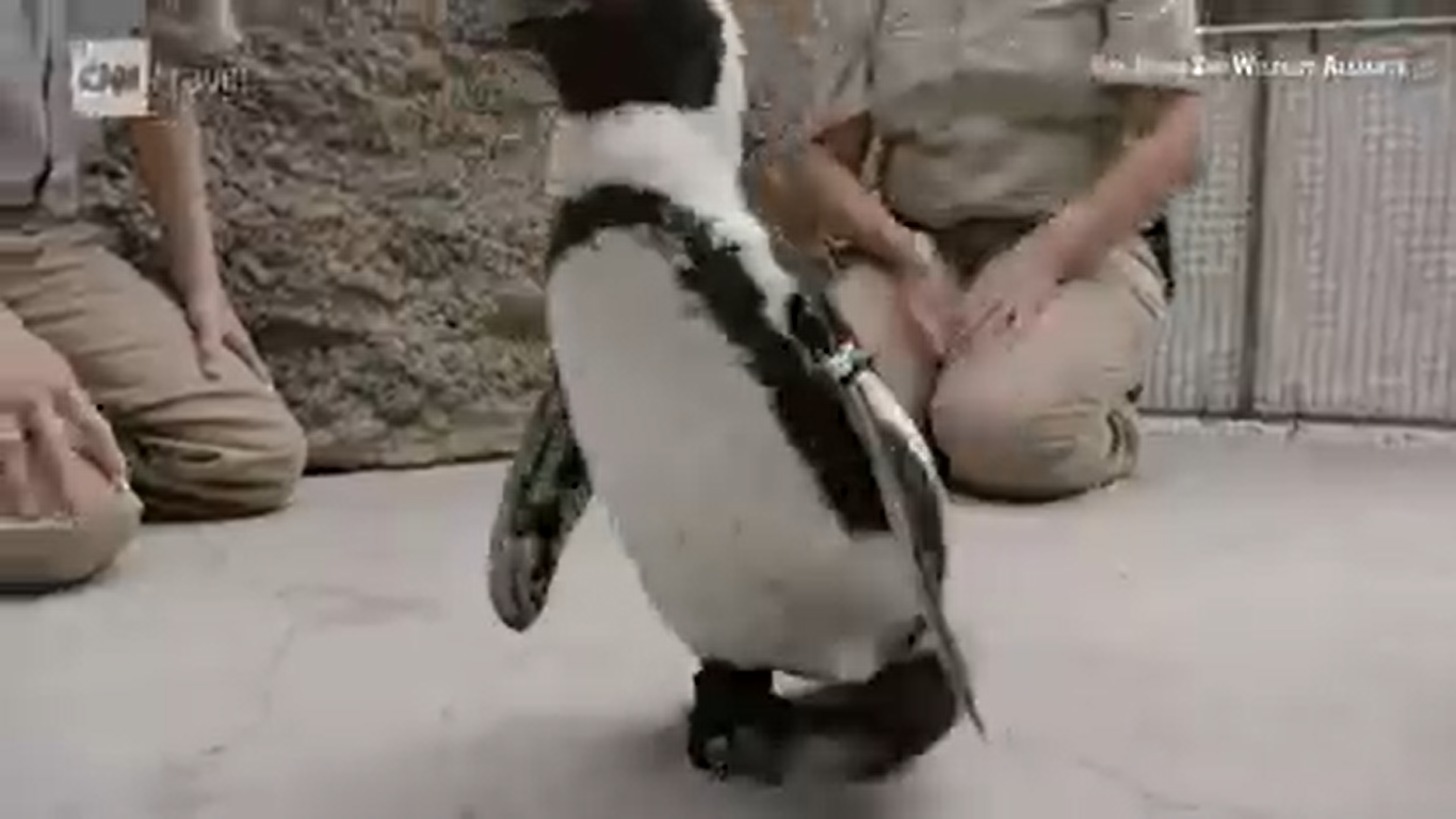 Speciális ortopéd lábbelit kapott egy pingvin San Diegóban