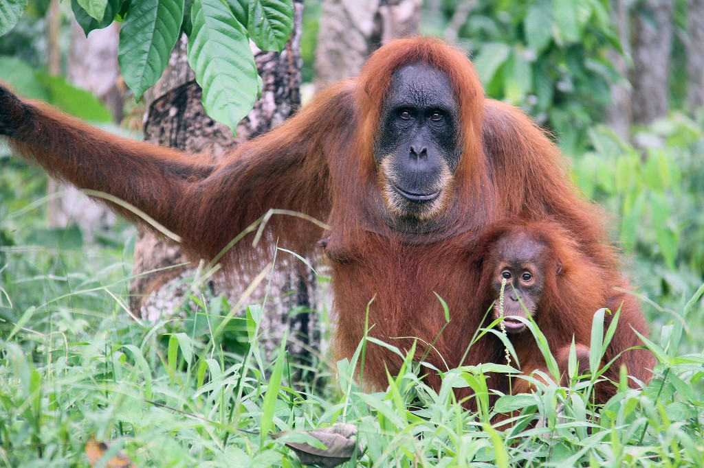 Egy szumátrai orangután nőstény kicsinyével a Mount Leuser Nemzeti Parkban, Indonéziában