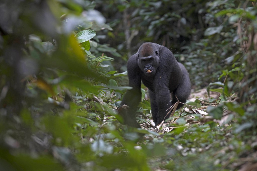 Egy nyugati síkvidéki gorilla az Odzala-Kokoua Nemzeti Parkban, a Kongói Köztársaságban