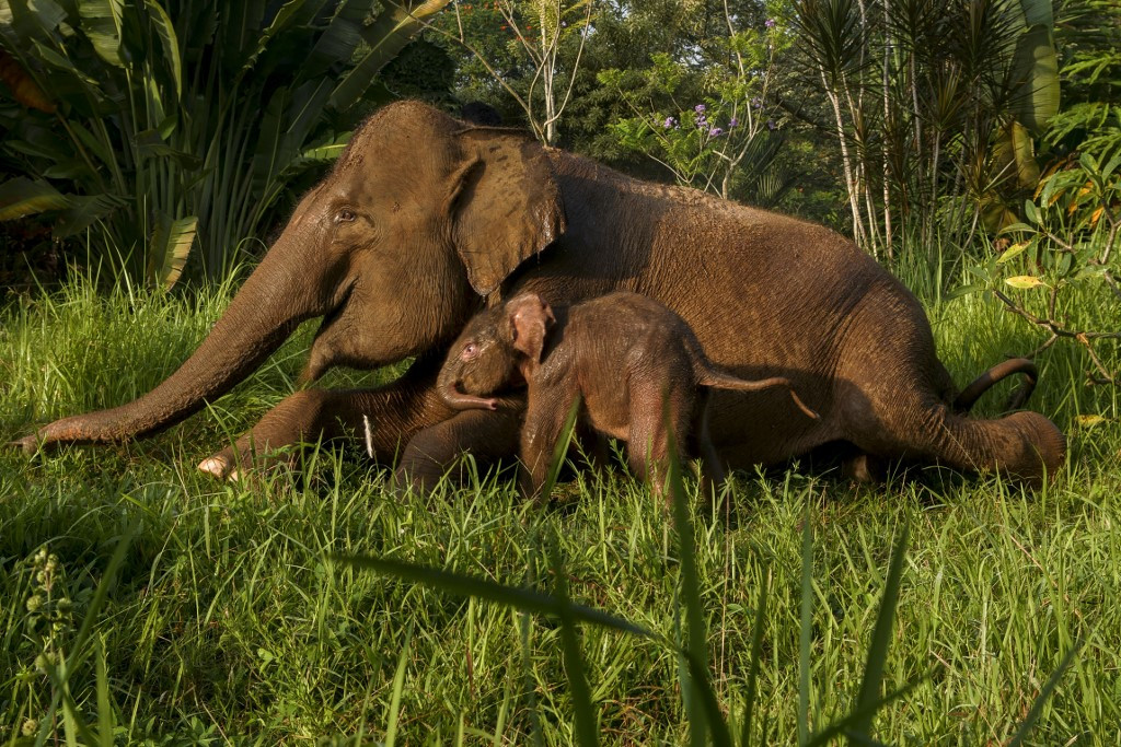 Egy szumátrai elefántbébi születése