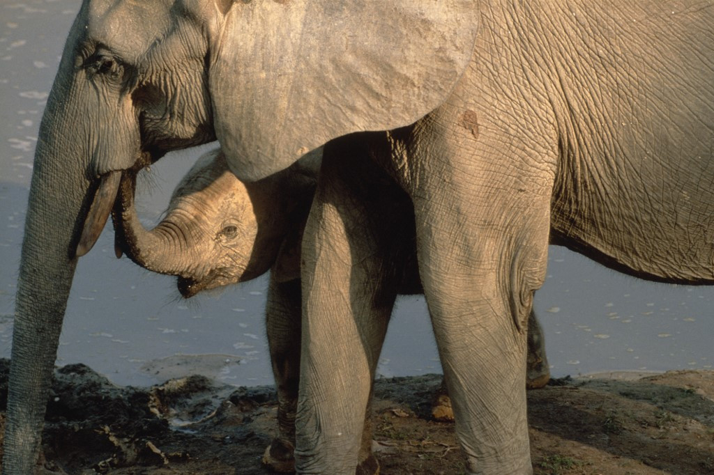 Erdei elefántok Közép-Afrikában