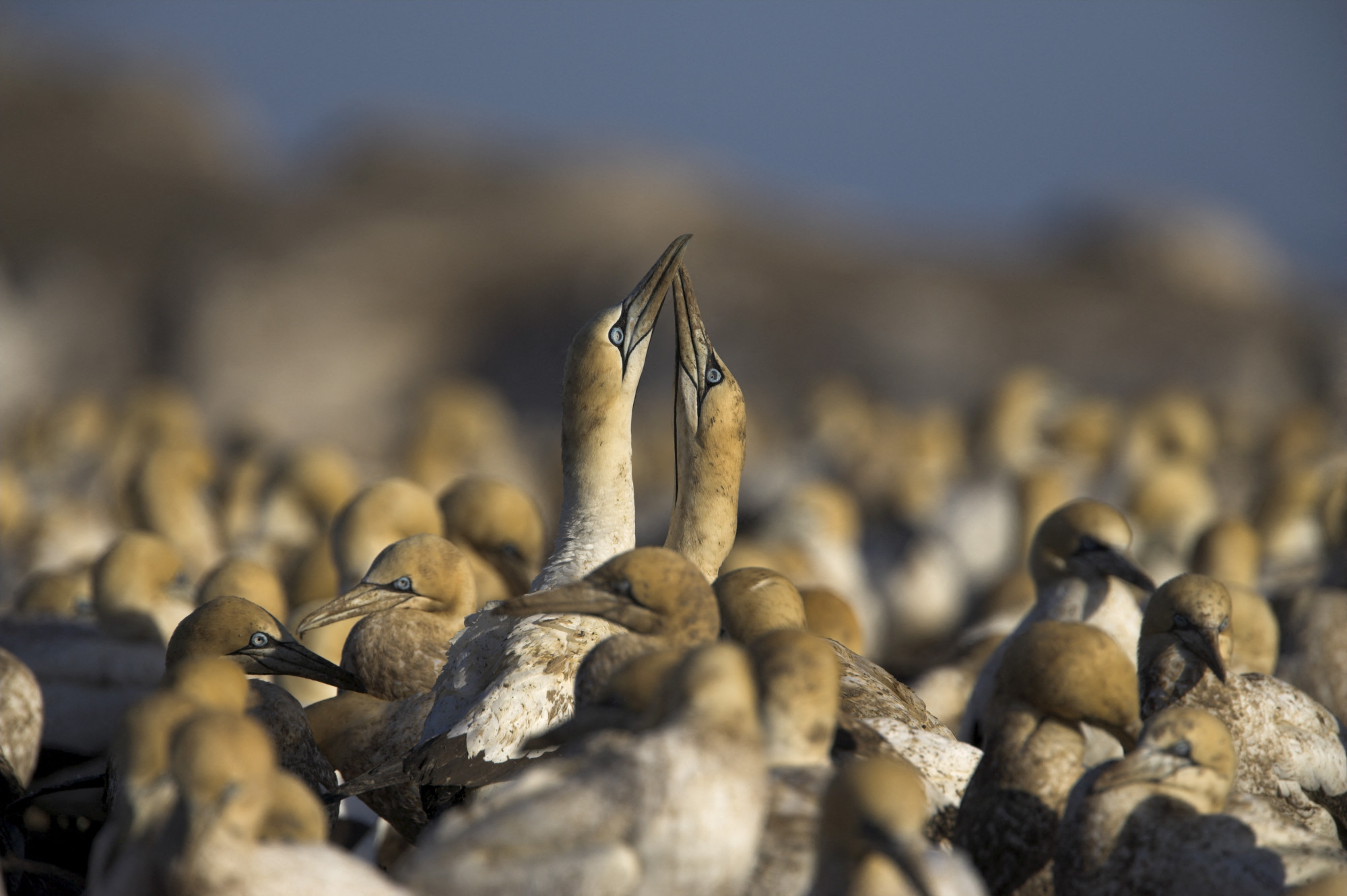 Tömegesen pusztulnak a hőség miatt a tengeri madarak, és ebből még jó nagy baj lehet