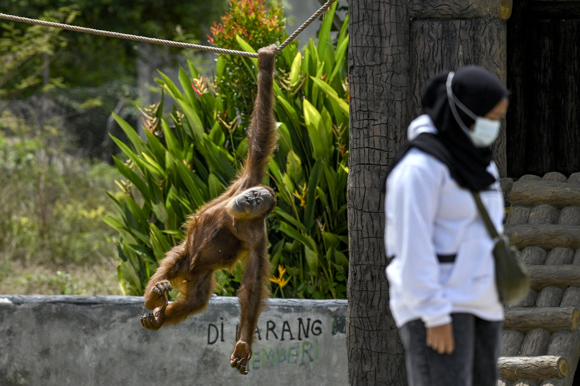 A szelfihez ragaszkodnak, maszkot már kevésbé akarnak hordani a majomnéző turisták