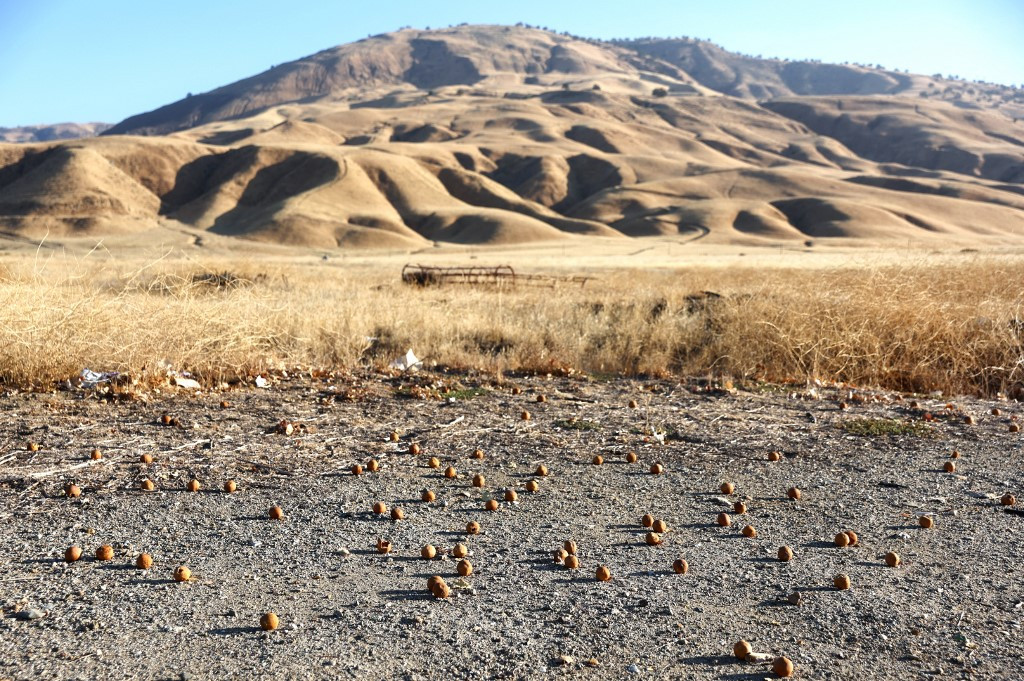 Kiszáradt termőföldek Kaliforniában, egy augusztus végén készült felvételen
