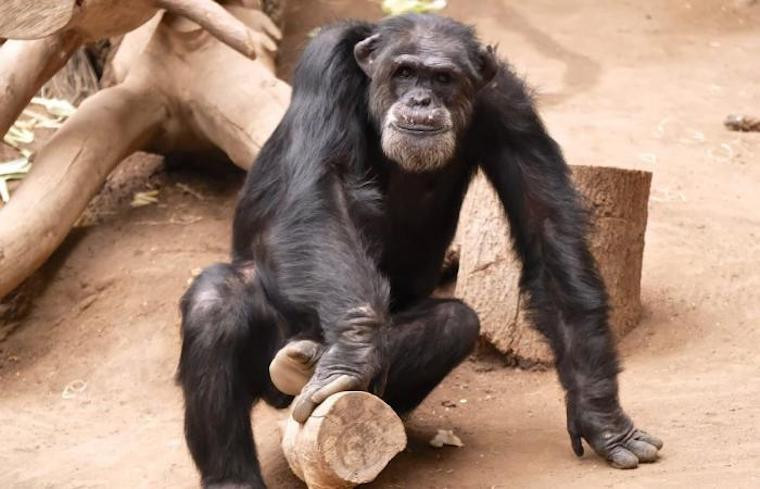 A halálba küldték fiatal társai szegény Róbertet, a lipcsei állatkert 47 éves, öreg csimpánzát