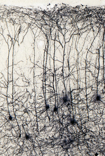 Piramissejtek az mPFC-ben: az idegsejtek nyúlványai (axonjai) az egész agyban végigkövethetők