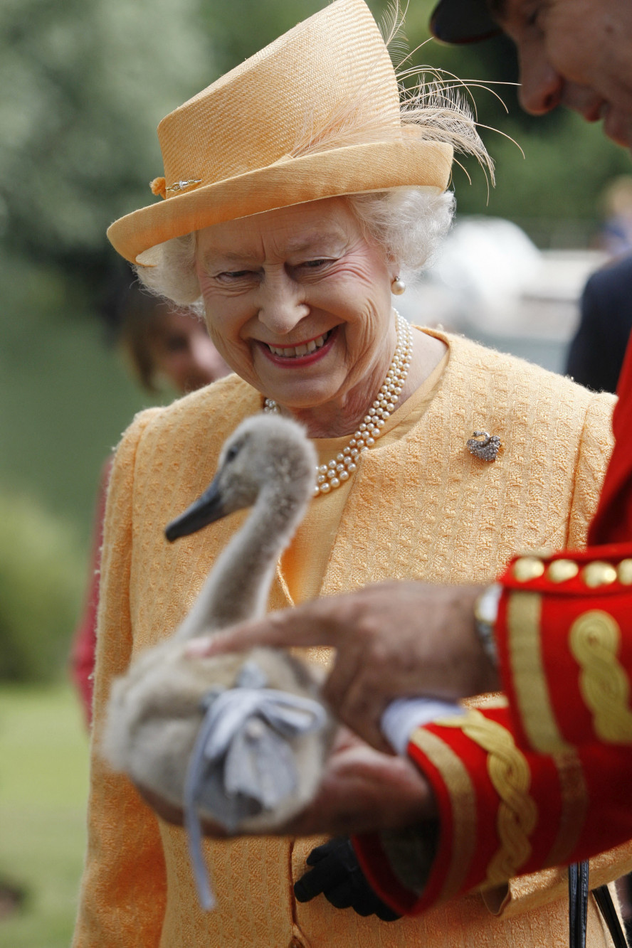 Erzsébet királynő több madárvédelmi szervezetet képviselt, itt éppen egy elárvult hattyúval látható, a londoni Temze folyó 2009-es hattyúszámlálásán