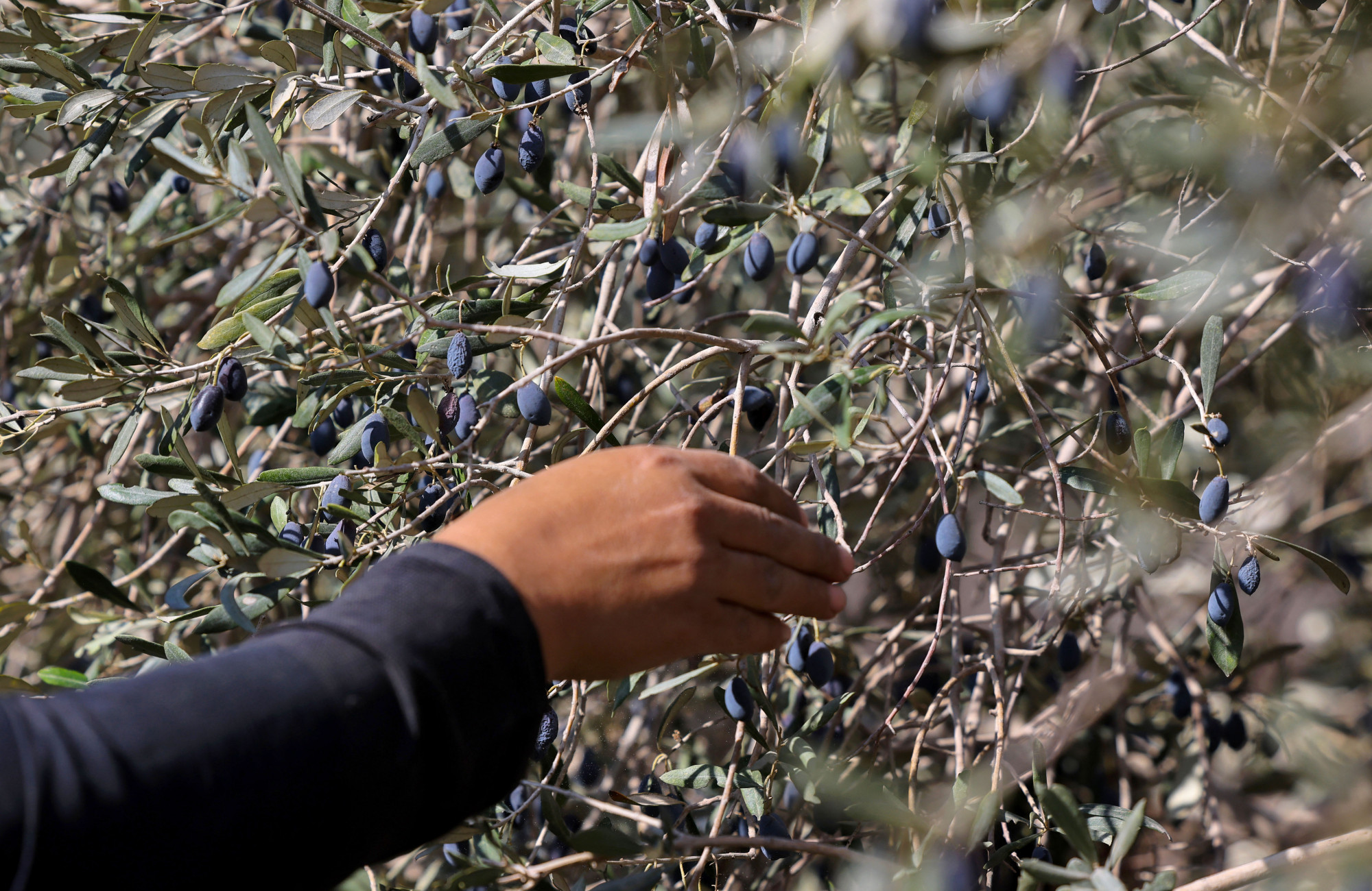 Nagyot drágulhat az olívaolaj, és az is lehet, hogy nem lesz