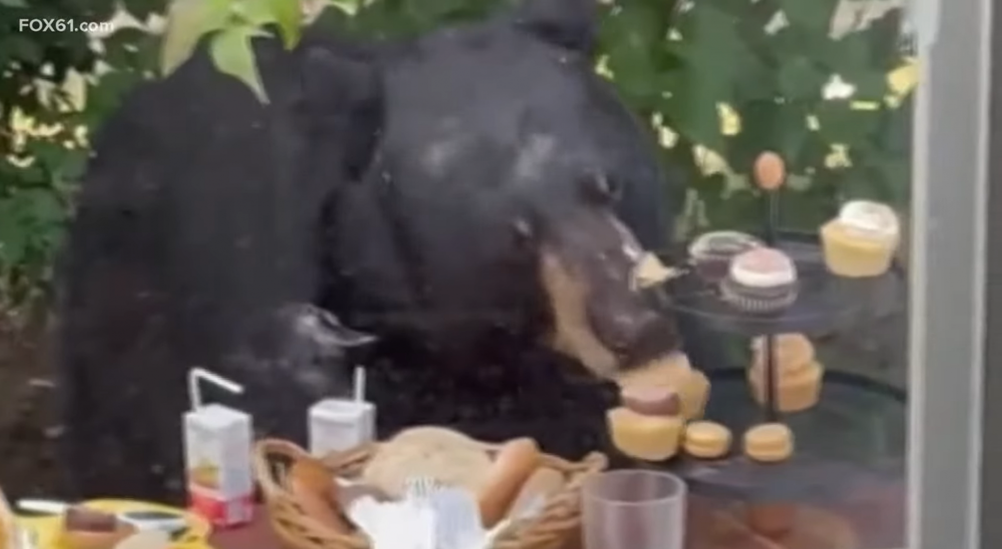 Tönkretette egy pofátlan medve a 2 éves Cyrus születésnapi buliját, felzabálta az összes muffint