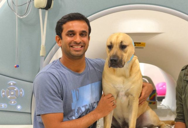 Kiképzés, videó, MRI: új módszerekkel tárták fel, mit láthat a kutyád