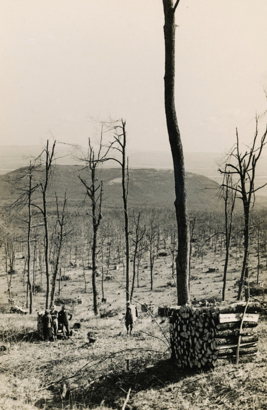 Fakitermelés a pomázi Csikóvár felől a Mesélő-hegy felé nézve 1924-ben.
