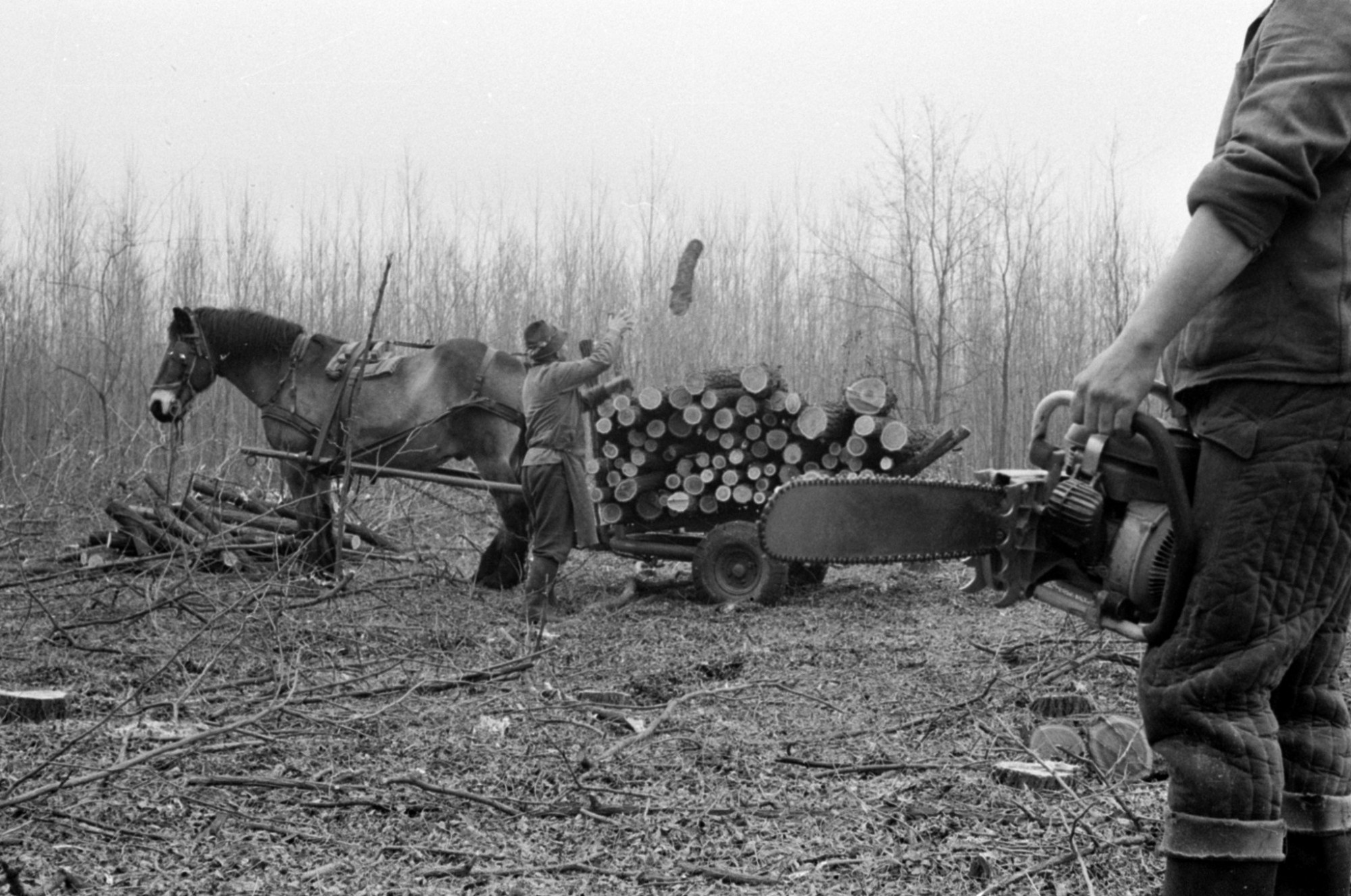 Fakitermelés egy szegényes élővilágú akácosban Csévharaszt környékén 1972-ben.