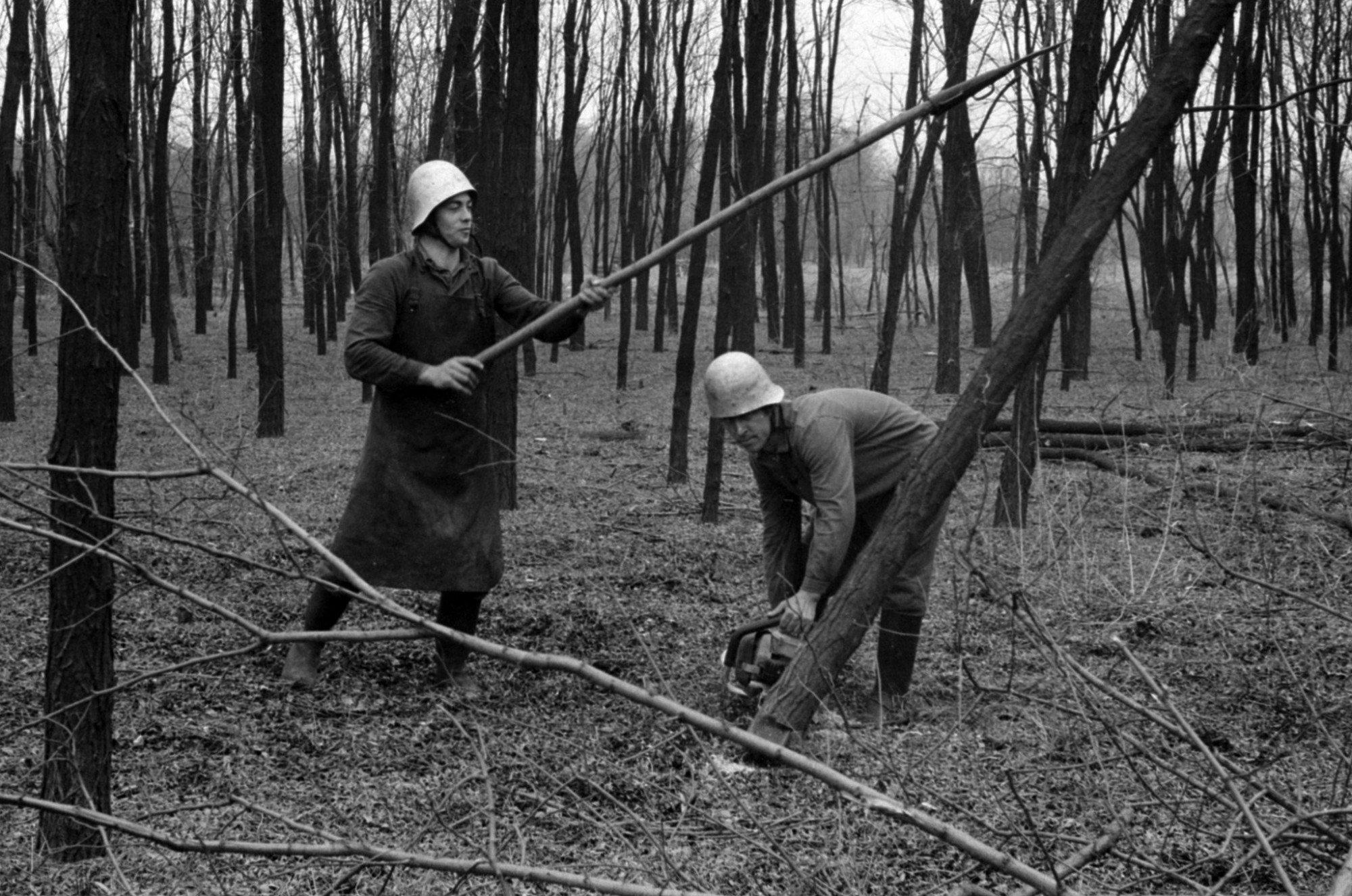Fakitermelés egy szegényes élővilágú akácosban Csévharaszt környékén 1972-ben.
