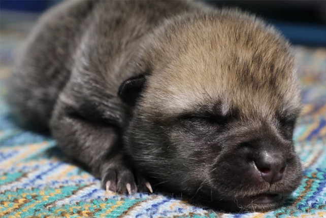 Sarki farkast szült egy beagle Kínában