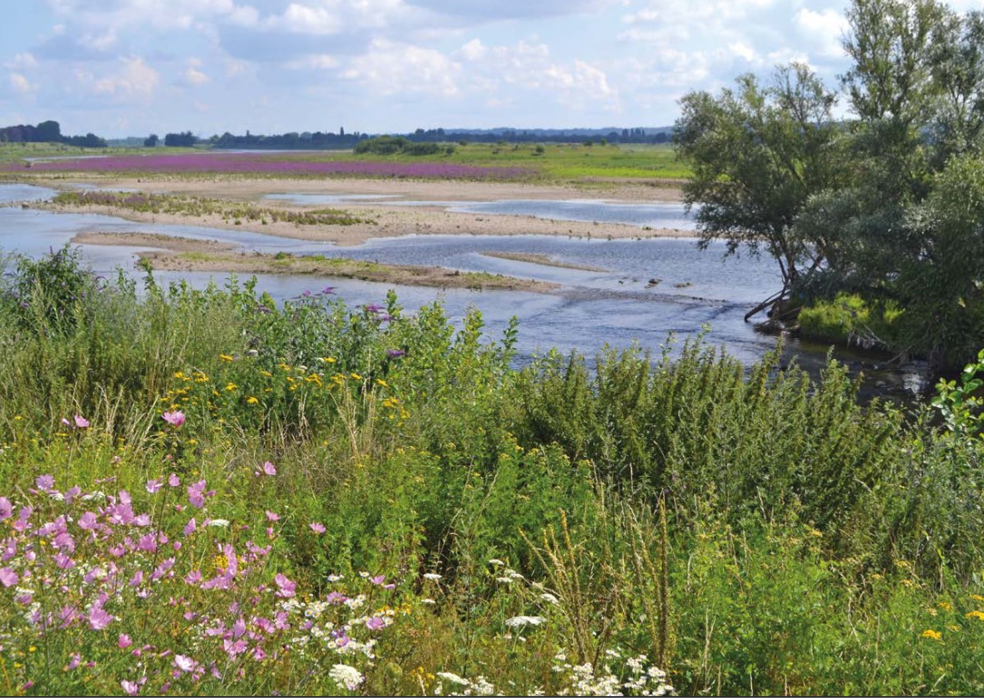 Visszavadítottak egy folyót a holland-belga határon, helyreállt az 500 évvel ezelőtti paradicsomi állapot