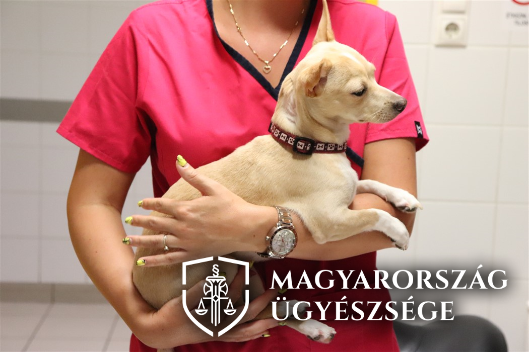 Három hónapra börtönbe mehet egy budapesti férfi, amiért megverte a kutyáját