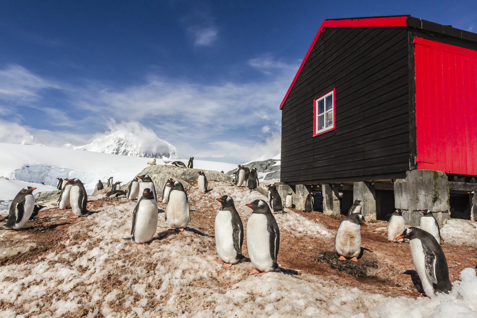 Négy nő kezdhet dolgozni a Föld legdélebbi postahivatalának szigetén, ahol a pingvinszámlálás is a munka része