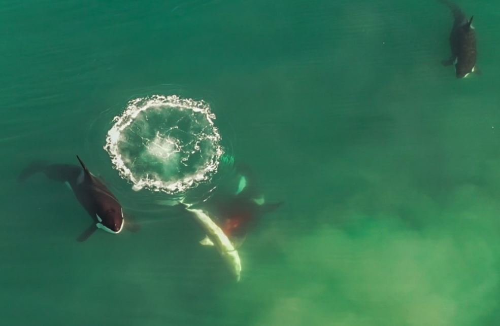 Jelenet a kardszárnyú delfinek cápavadászatát rögzítő dél-afrikai drónvideóból