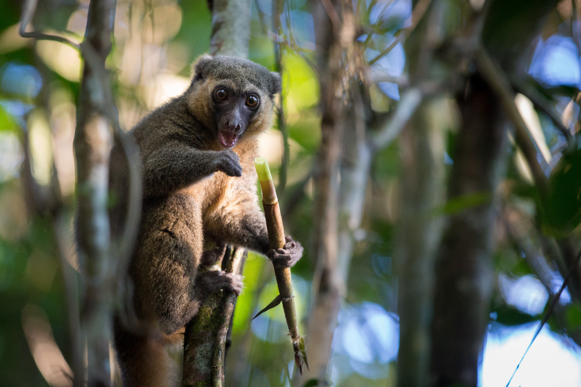 A klímaváltozás miatt lejönnek a majmok a fáról