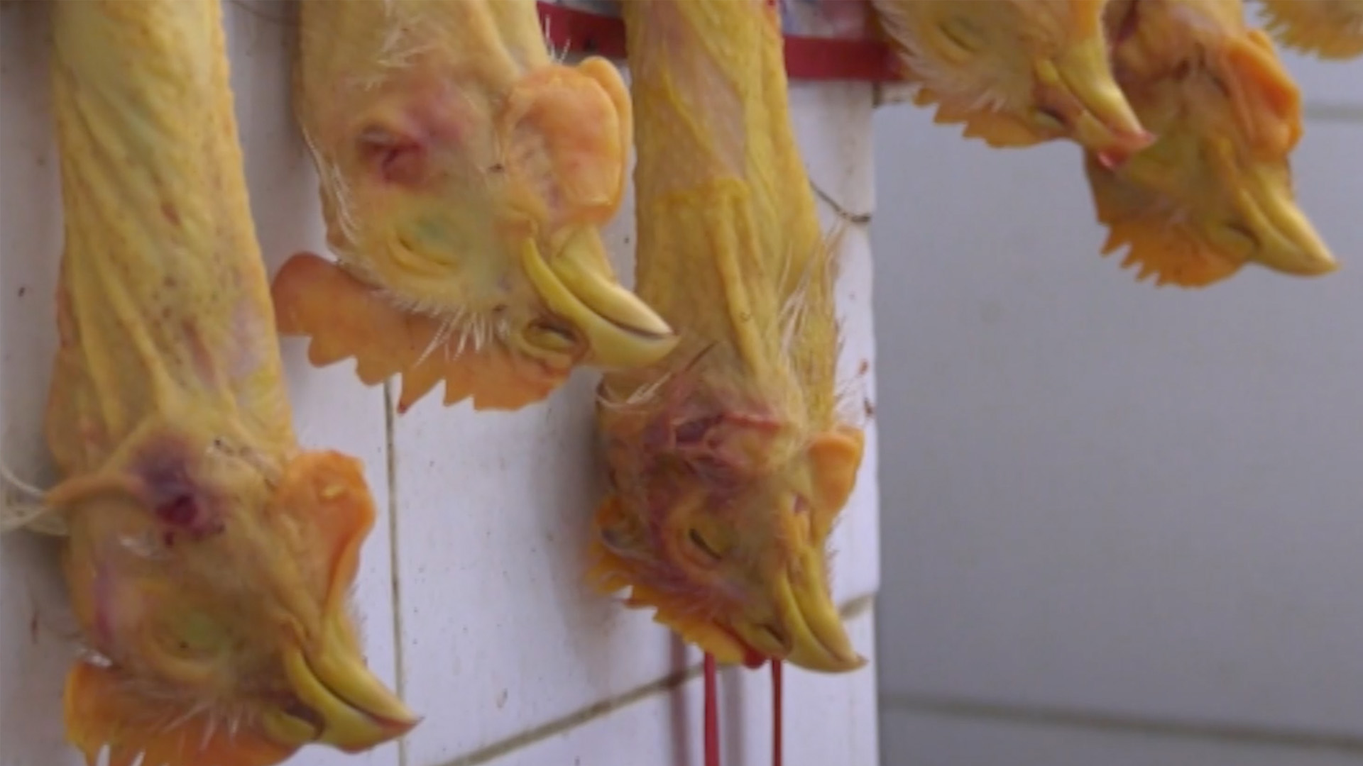 A mexikói drogkartellek új célpontjai a csirketenyésztők