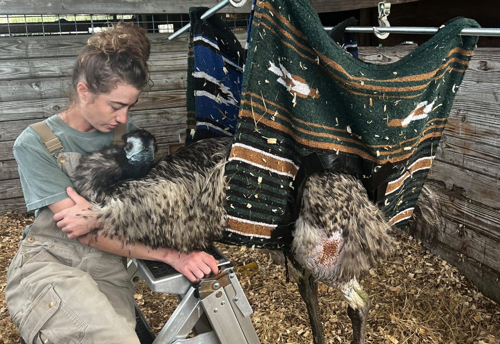 Az életéért küzd az influenszer emu, aki madárinfluenzás lett