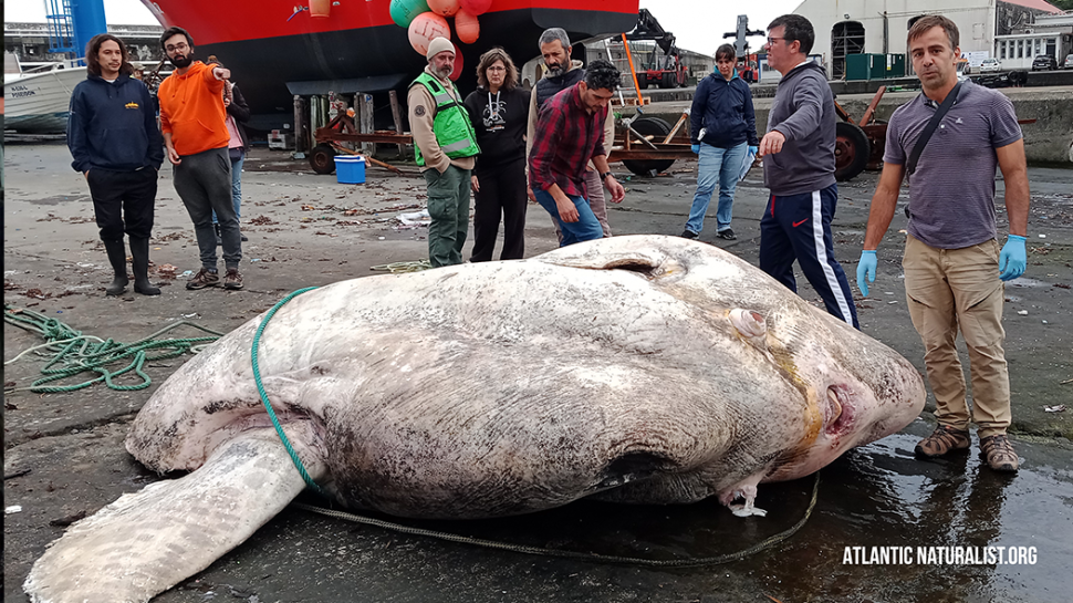 Az Azori-szigeteknél partra sodródott gigantikus déli holdhal a valaha ismert legnehezebb csontos hal