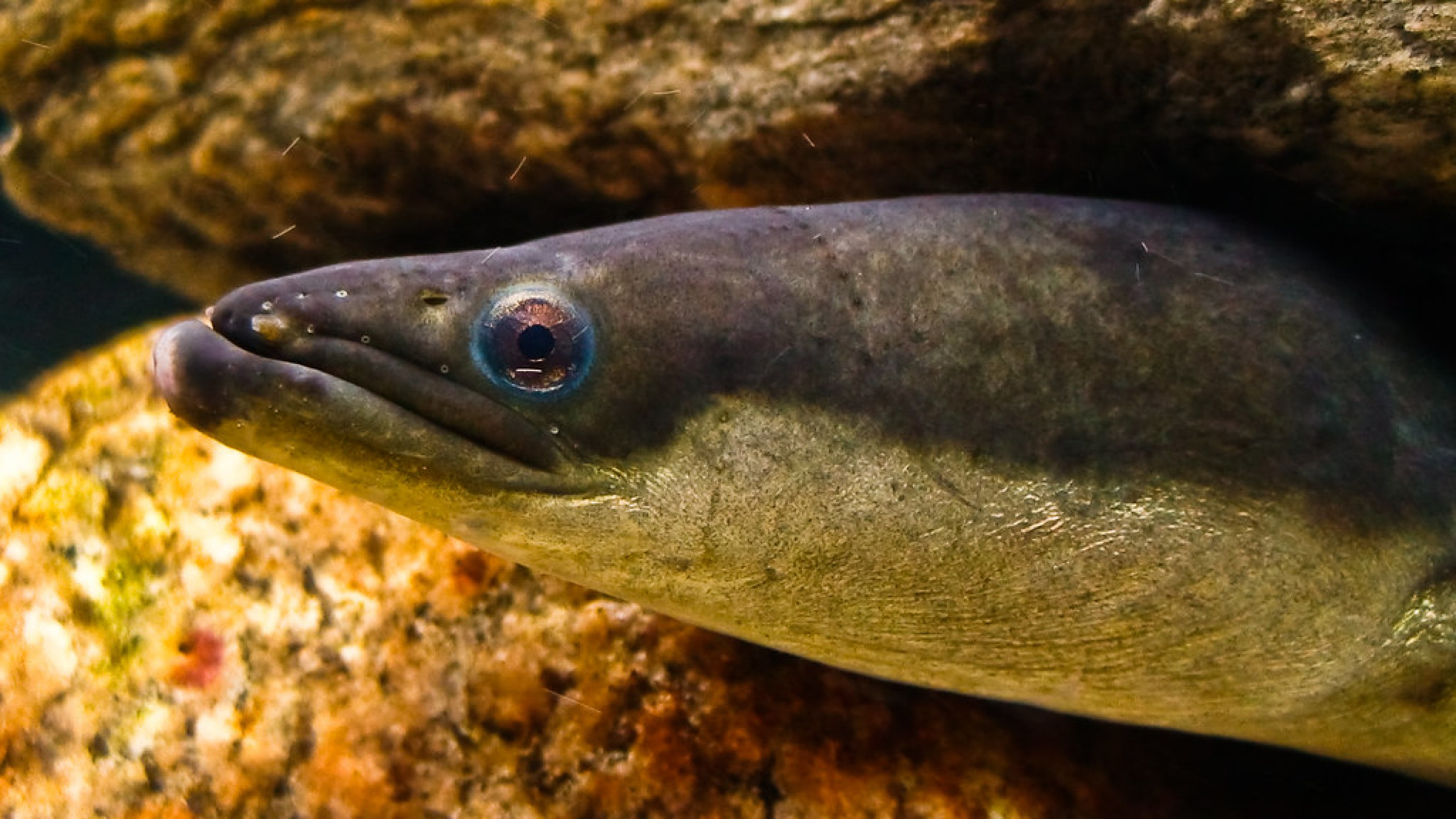 Eel. Балтийский угорь. Угорь рыба. Угорь Anguilla. Белопятнистый морской угорь.