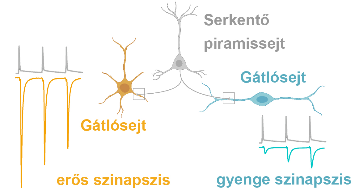Magyar kutatók felfedezték az agy serkentő szinapszisainak erősségét befolyásoló tényezőket