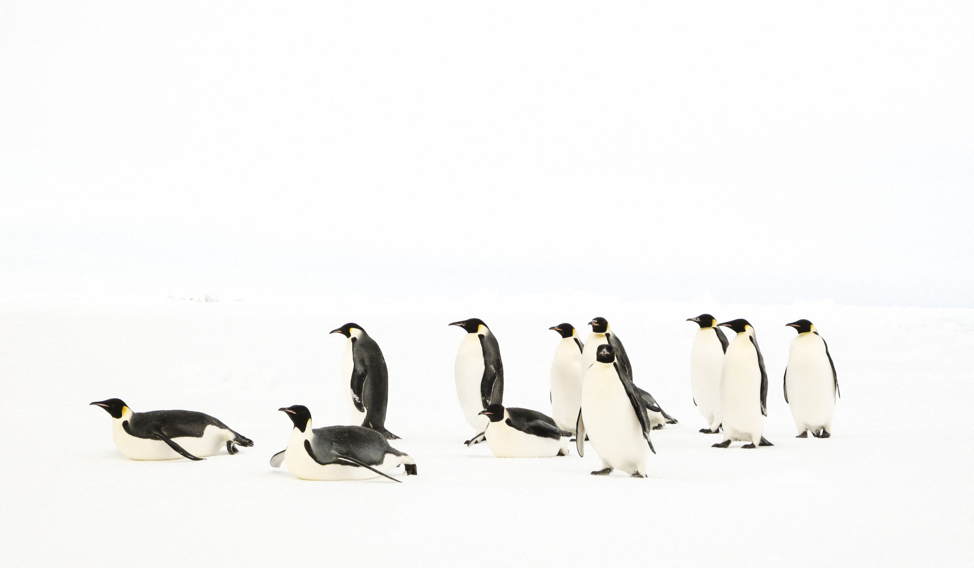 A veszélyeztetett fajok közé kerültek a császárpingvinek