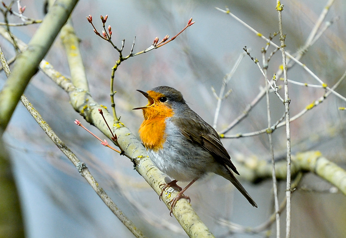 A madarak látványa és éneke is javítja az emberek mentális egészségét