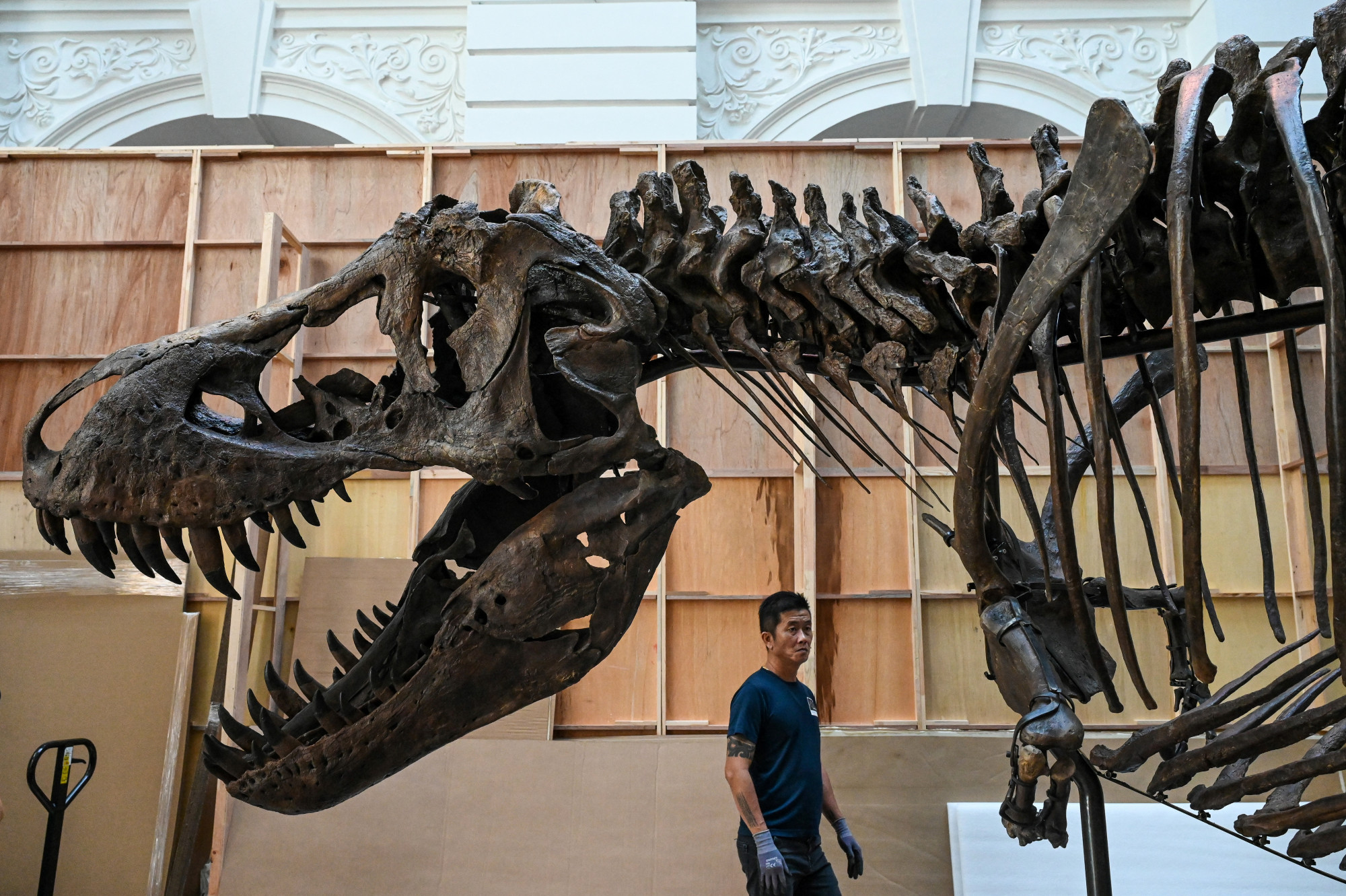 Tudósok tiltakoznak egy T-rex csontváz elárverezése ellen