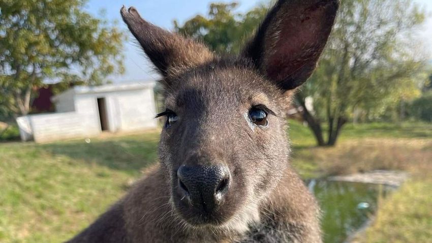 Elpusztult a Tolna megyében nemrég megszökött kenguru