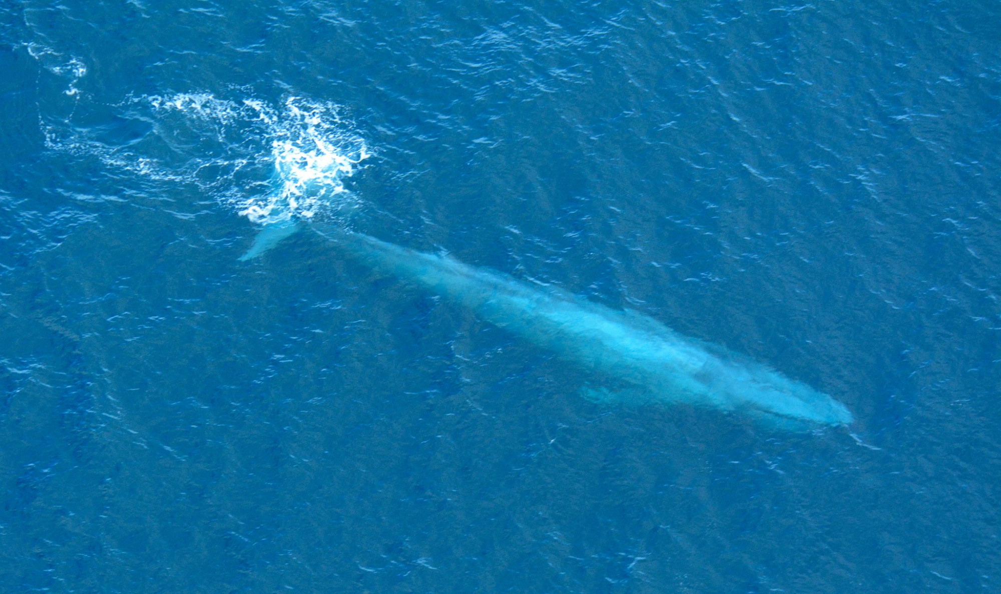 Naponta közel félmázsa műanyagot falnak fel a kék bálnák