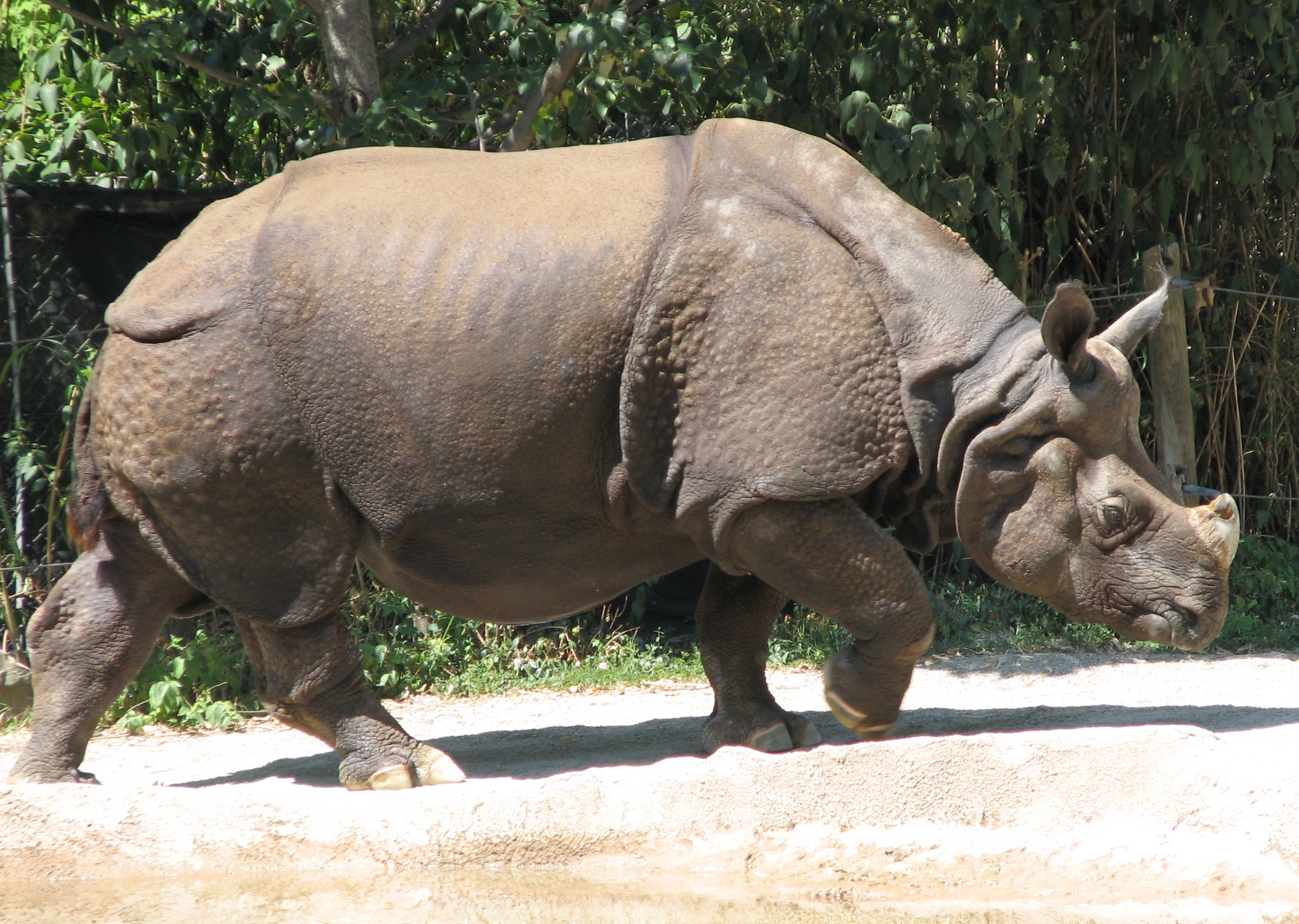 A vadászat miatt csökkent a mai rinocéroszfajok szarvmérete