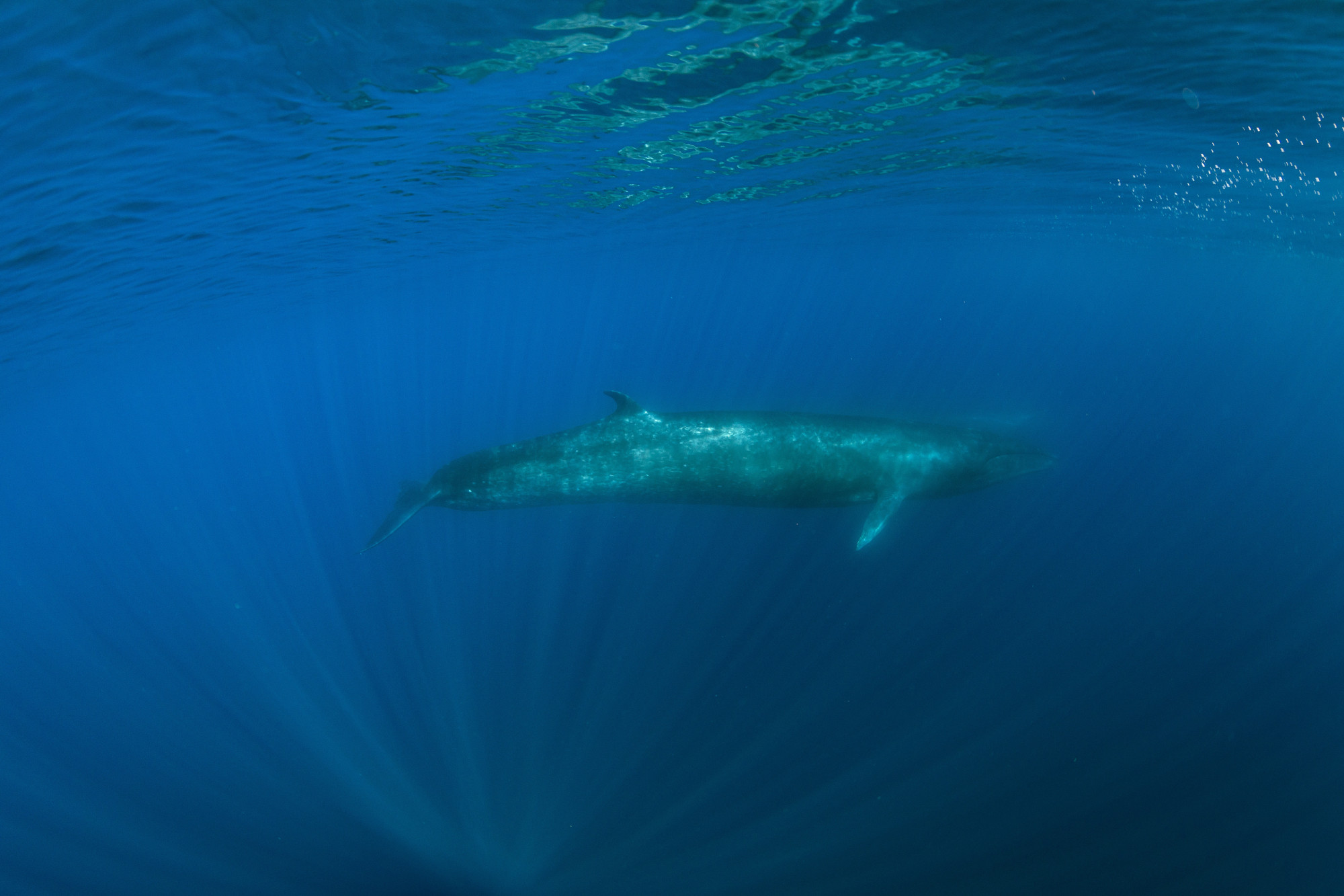 A kék bálnák nyelik be a legtöbb mikroműanyag-részecskét