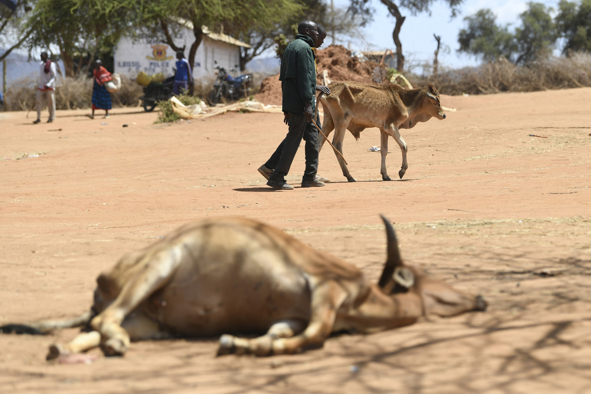 Elefántok, gnúk és zebrák százai pusztultak el Kenyában a szárazság miatt