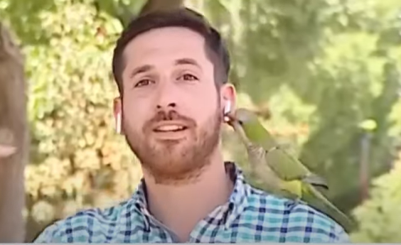 Élő adásban lopta el egy riporter fülhallgatóját egy papagáj