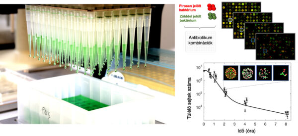 A Lázár Viktória és kollégái által az antimikrobiális anyagok baktériumölő hatásának pontos mérésére szolgáló eljárás illusztrációja