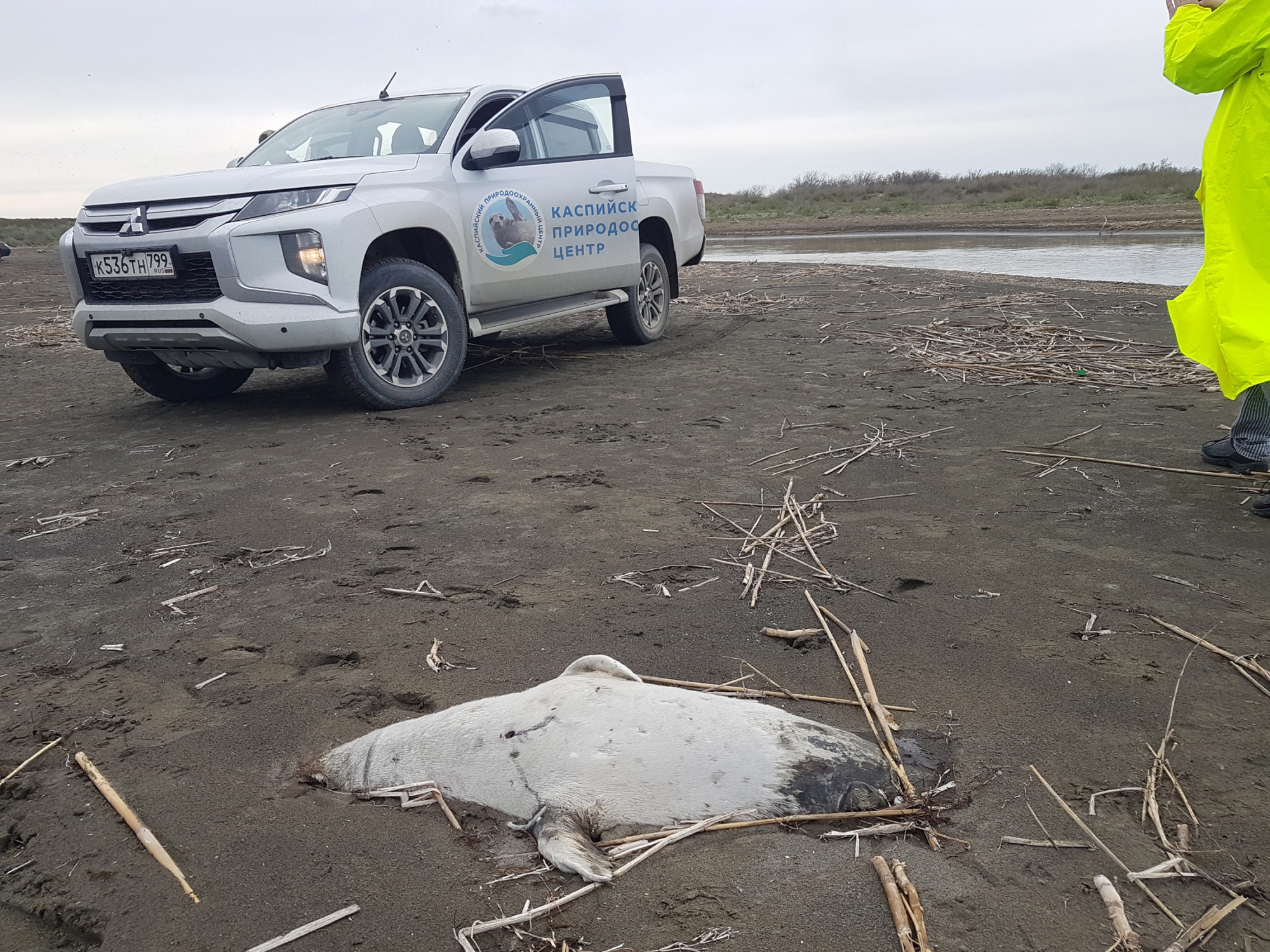 Százharminc kaszpi fóka pusztult el Kazahsztánban
