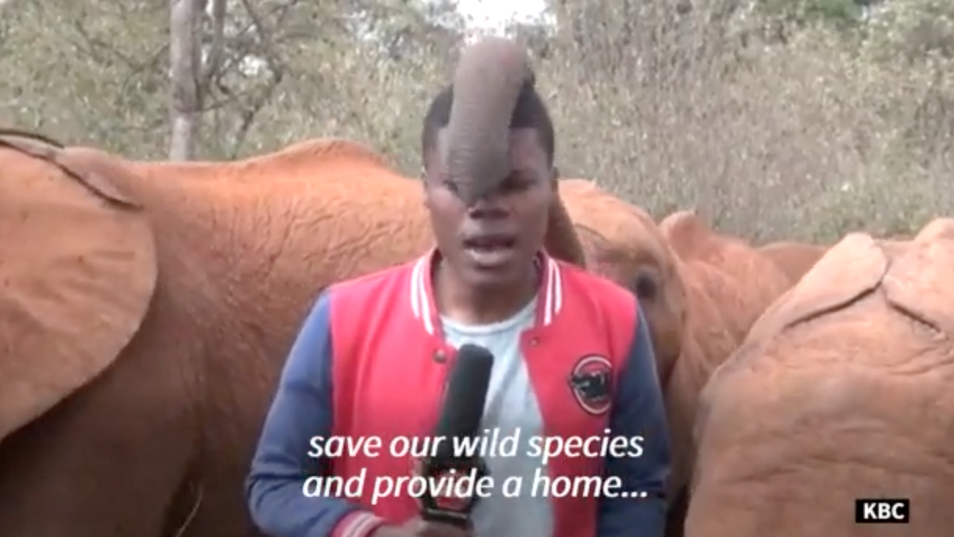 Épp az élőhelyük megmentéséről készült egy tudósítás, erre széttrollkodta azt ez a kenyai elefánt