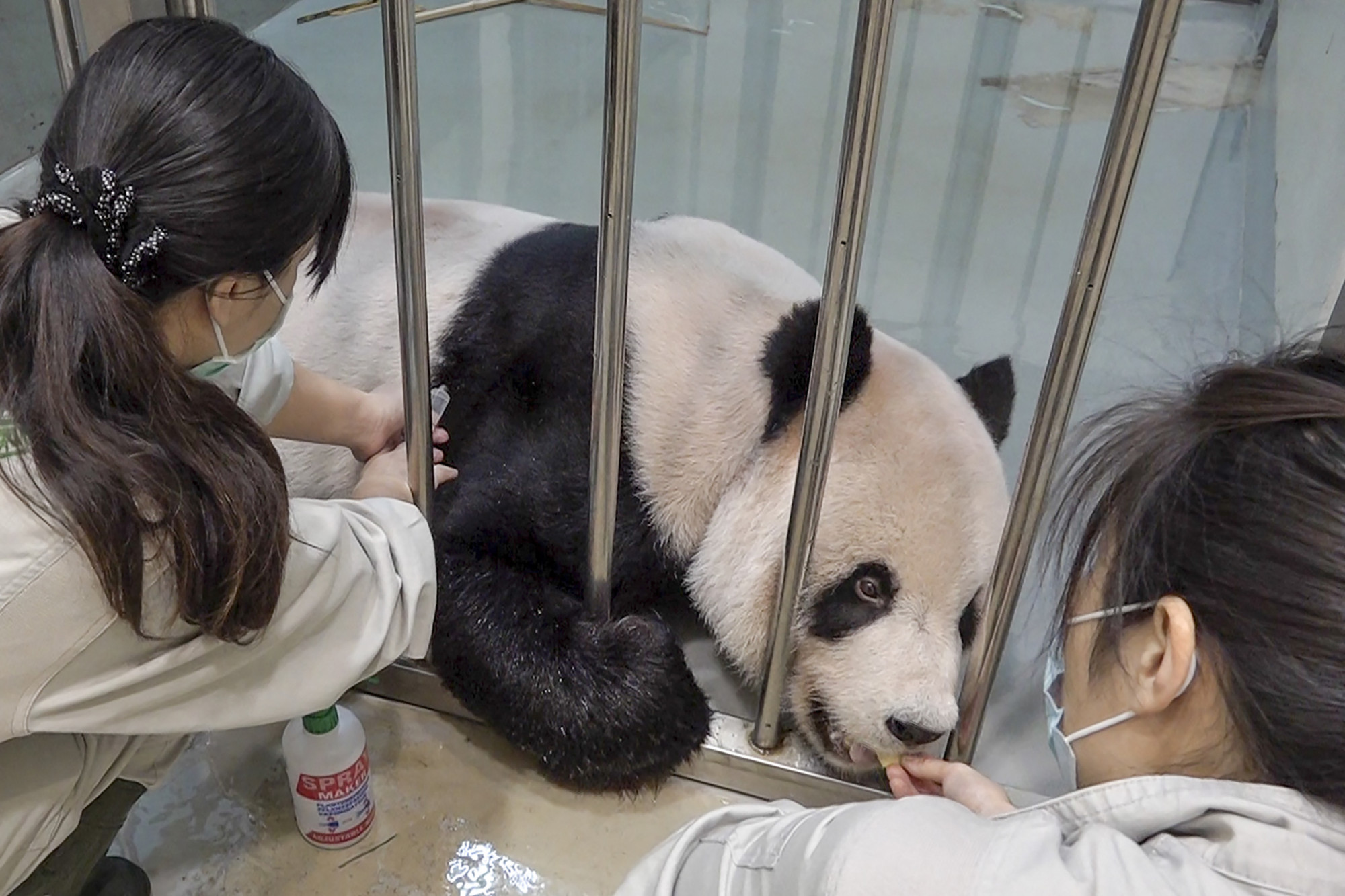 Meghalt a tajvani-kínai barátság pandája