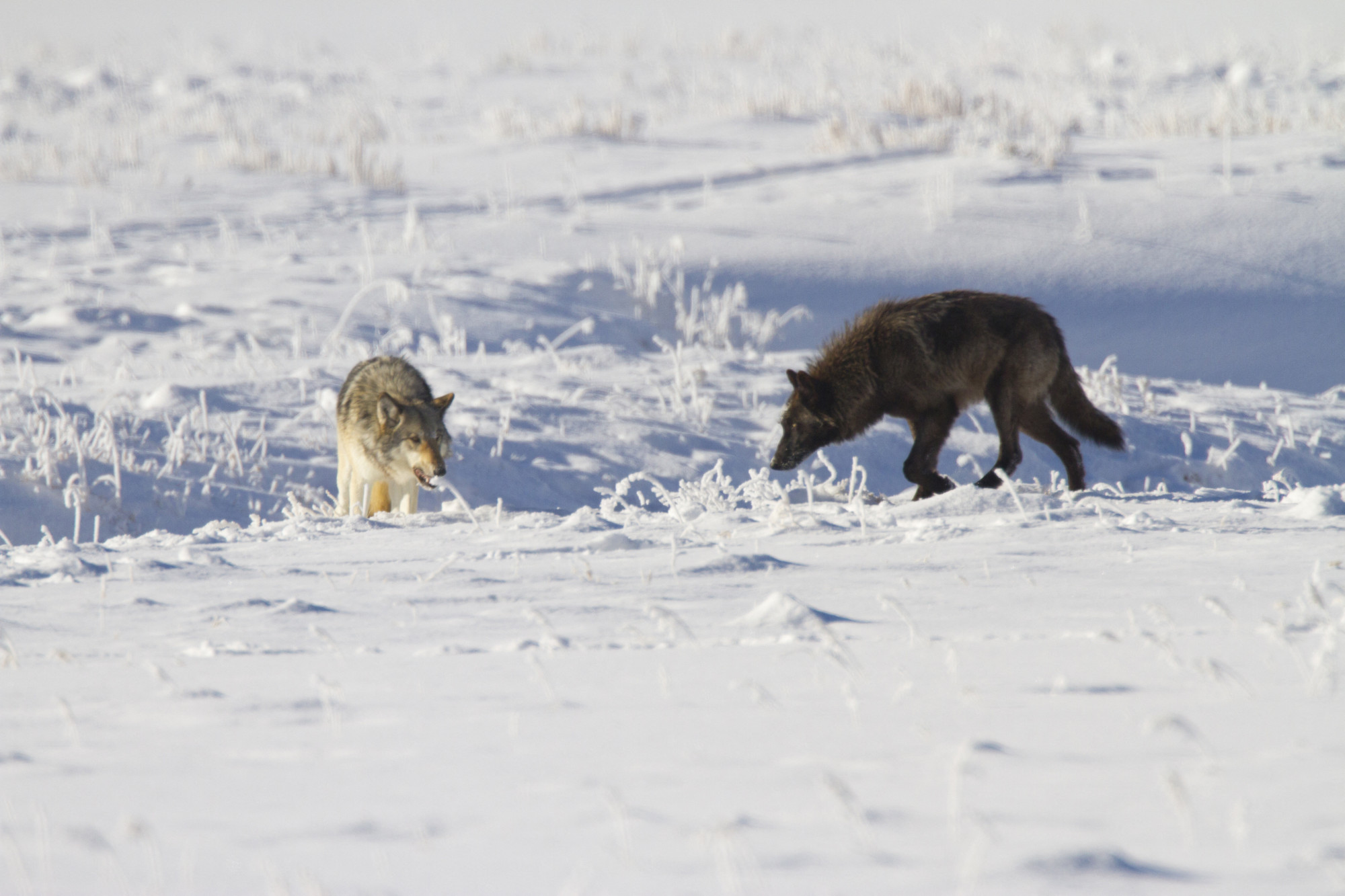 Szürke farkasok a Yellowstone Nemzeti Parkban