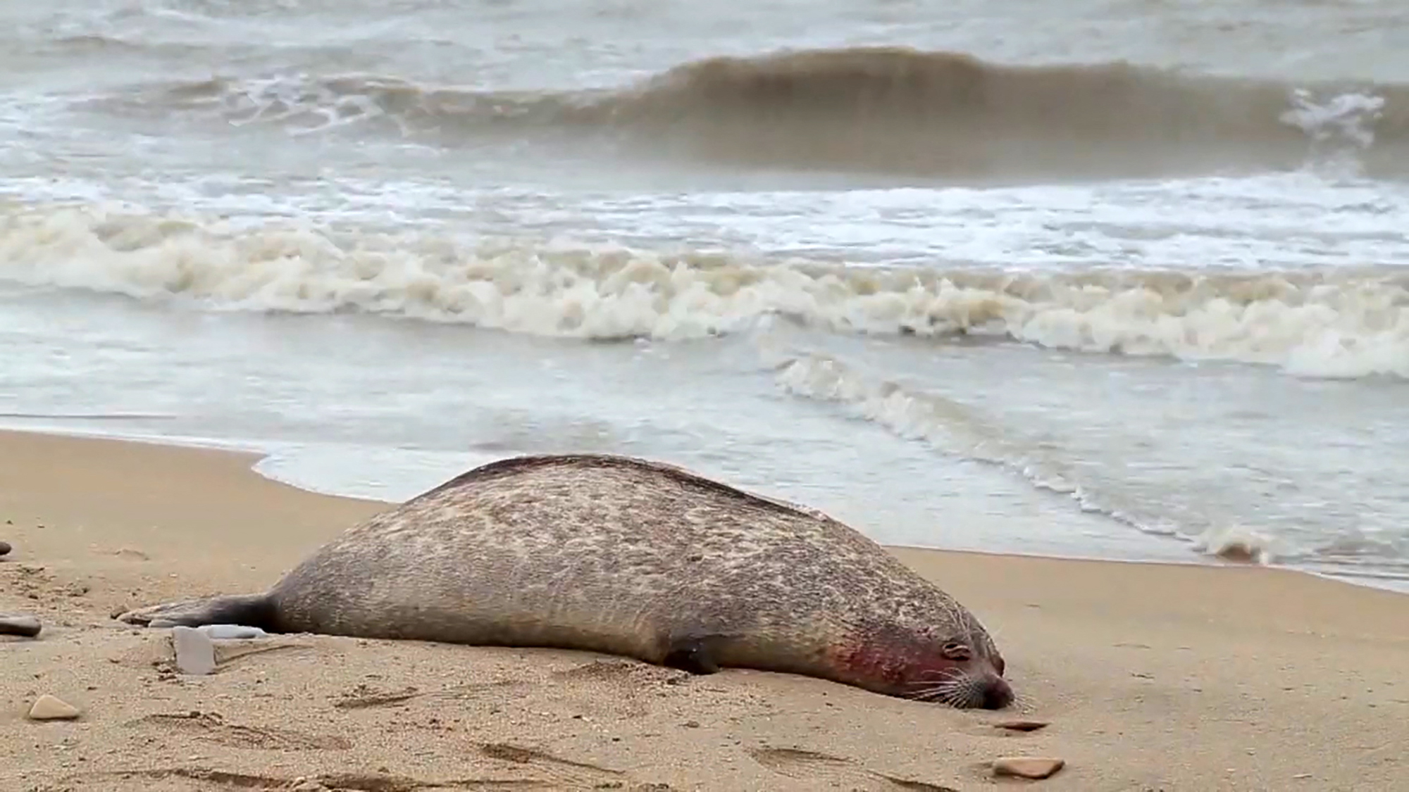 2500 veszélyeztetett kaszpi fóka tetemét sodorta partra a víz Dagesztán partjainál