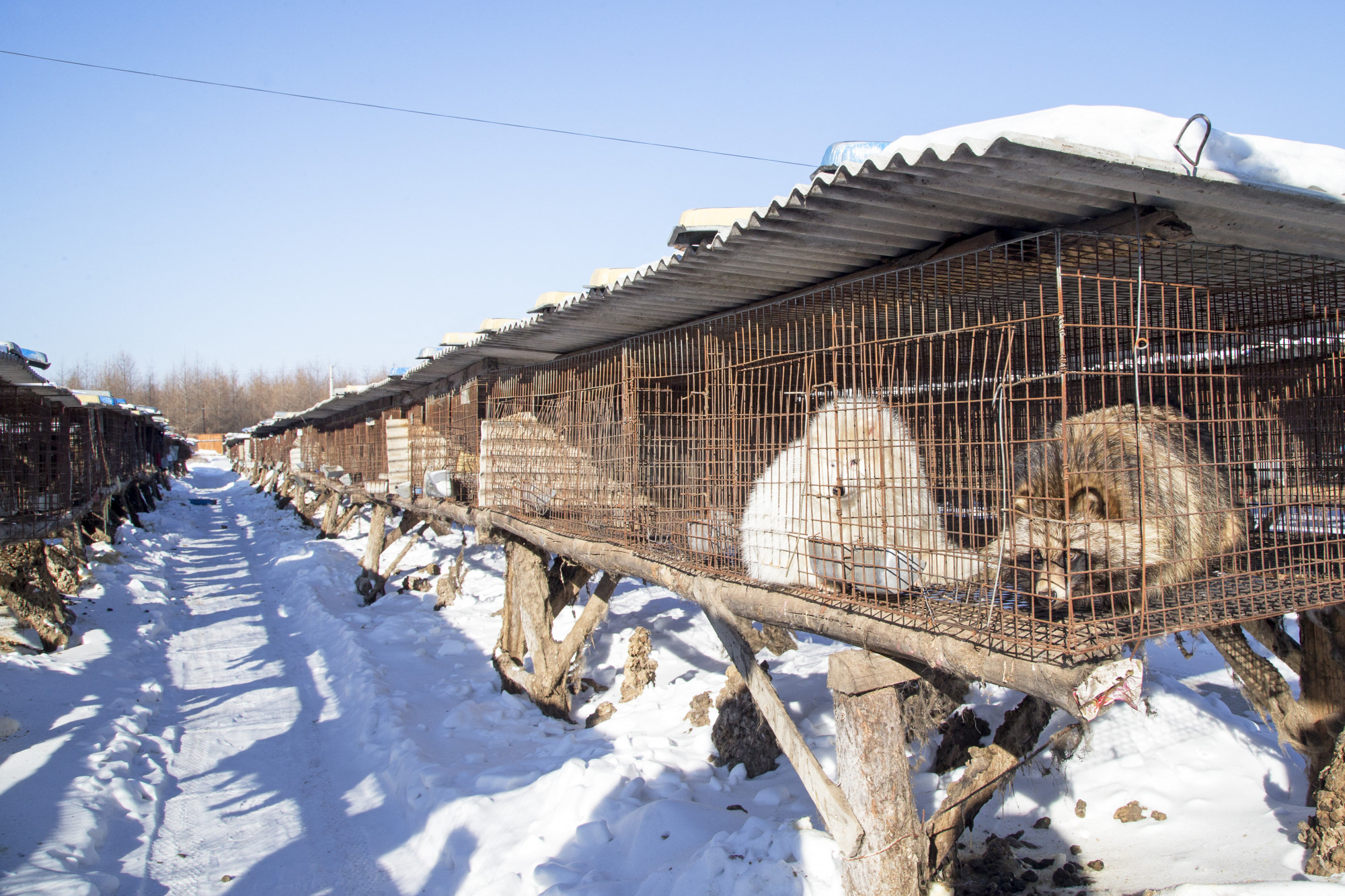 Lazítottak a vadállatfarmok szabályozásán Kínában