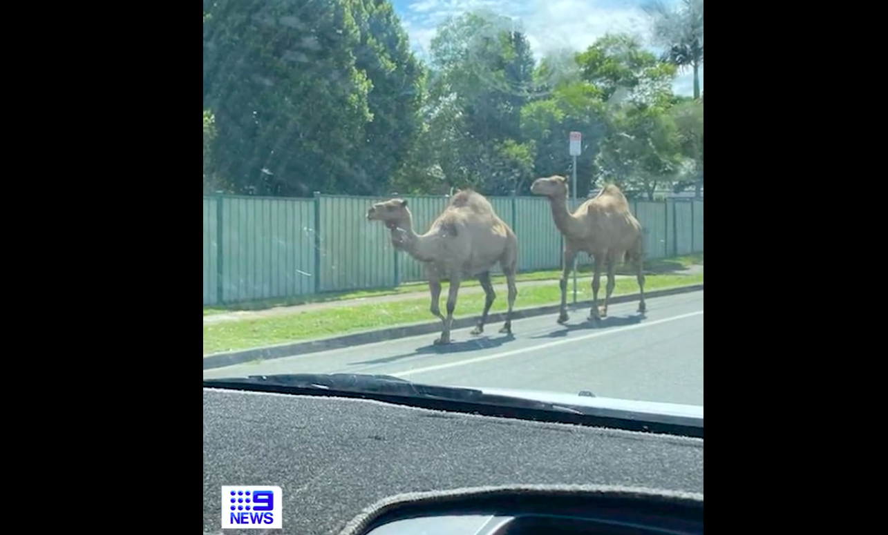 Három teve megszökött a jászolból Brisbane-ben, forgalmi káosz lett belőle