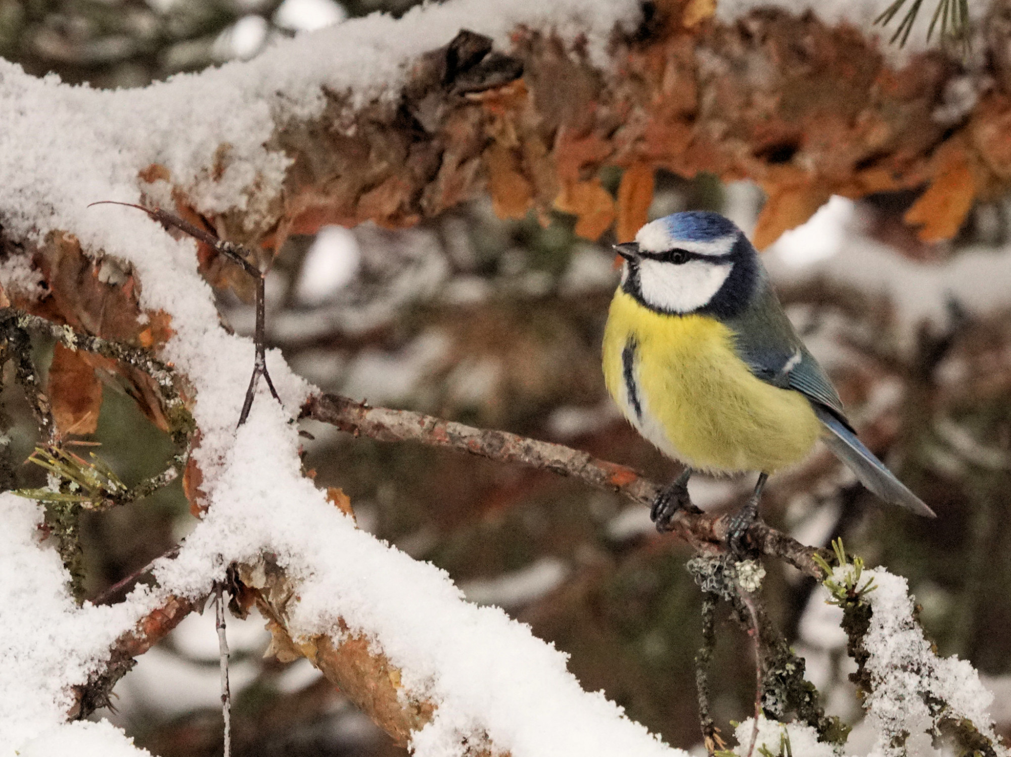 Olyan enyhe a tél Európában, hogy mutatóba se látni téli madarakat