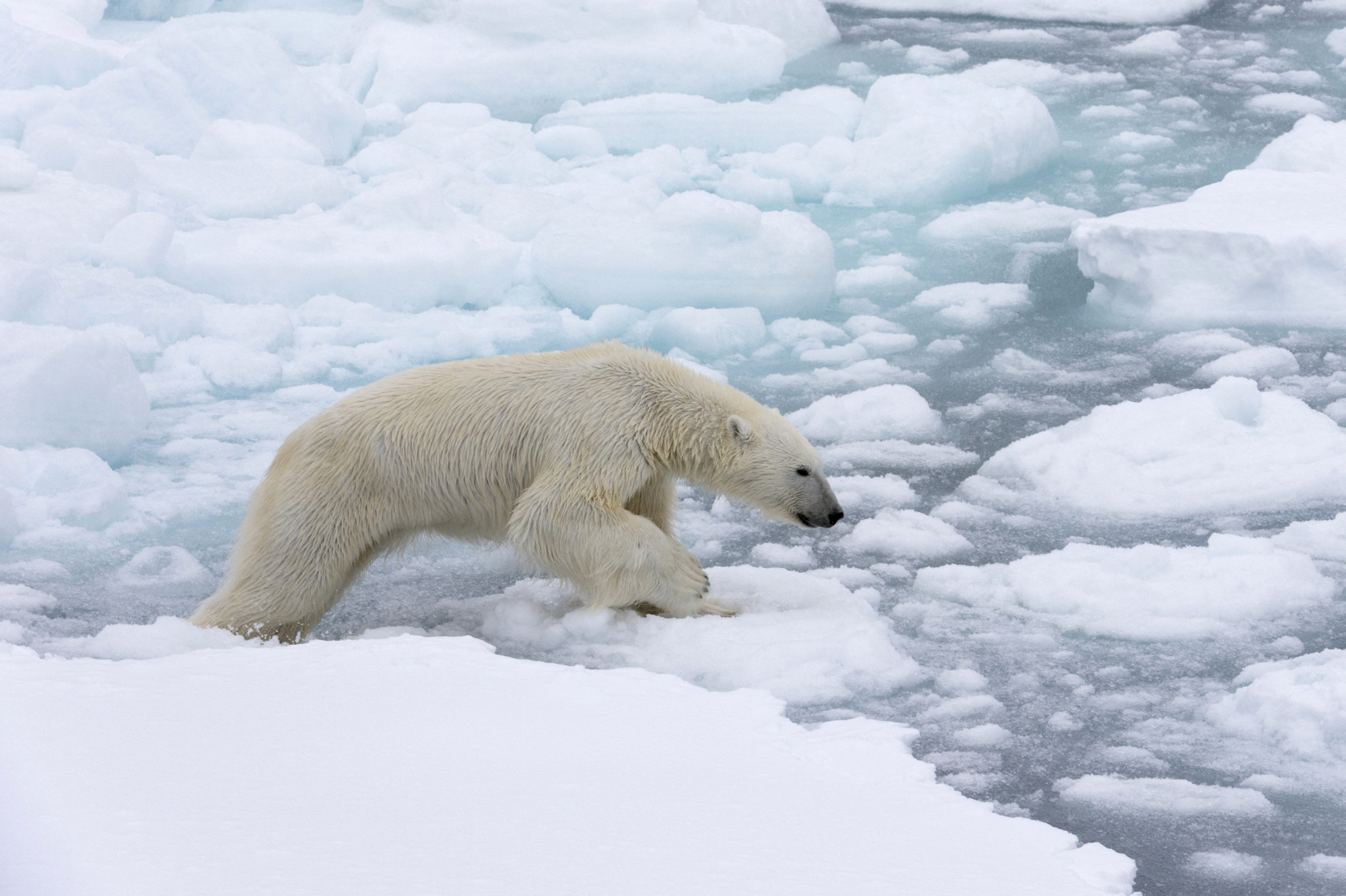 Nemcsak a tengerszint, hanem a hőmérséklet emelkedése miatt is veszélyes a sarki jég olvadása