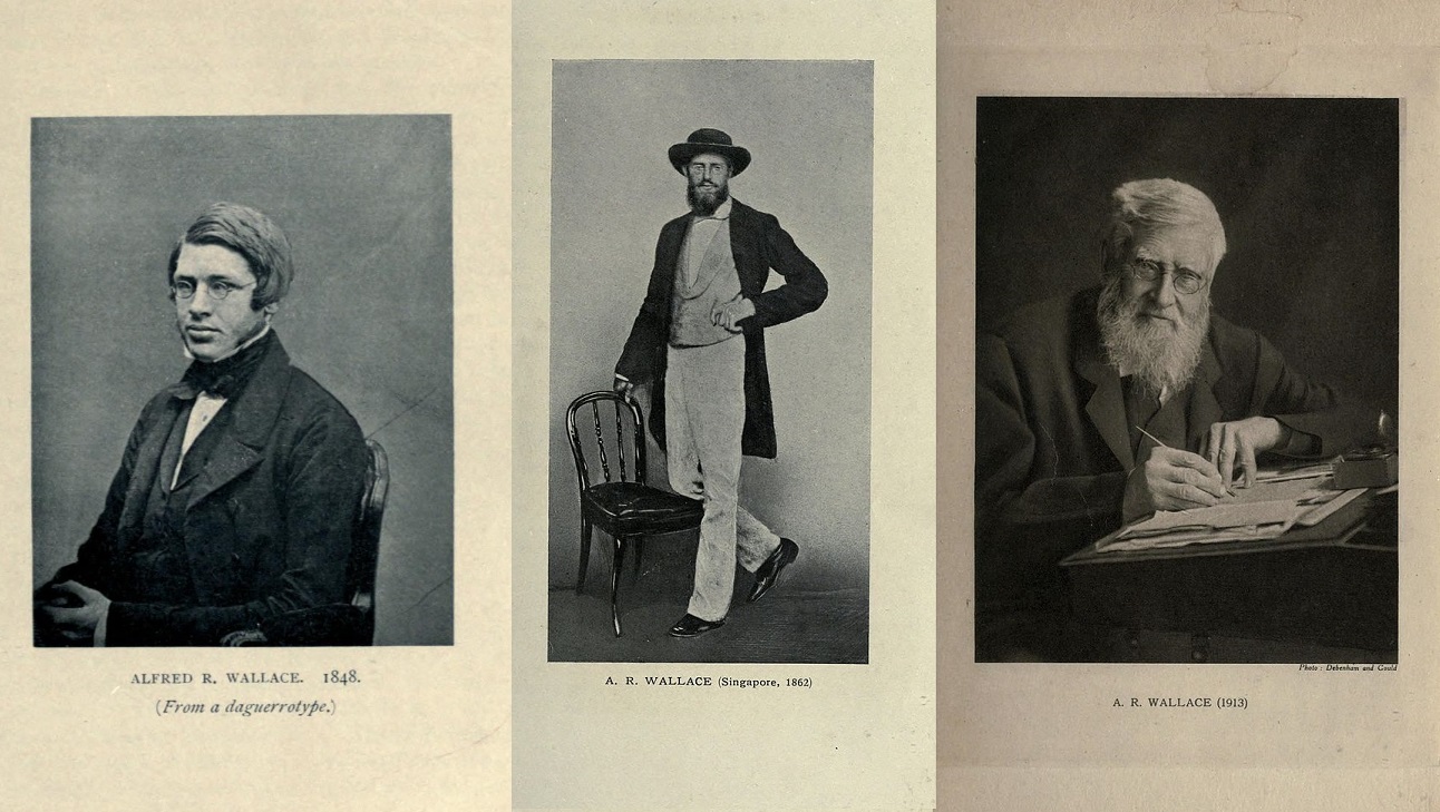Alfred Russel Wallace 1848-ban (25 évesen), 1862-ben (39) és halálának évében, 1913-ban (90) az önéletrajzi könyvében megjelent portrékon