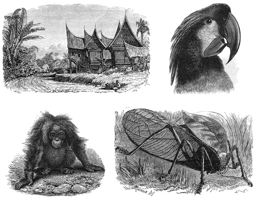 Illusztrációk A maláj szigetvilág című könyvből (az óramutató járása szerint, a bal felső képtől kezdve): ház rizsfölddel egy szumátrai faluban, egy fekete kakadu feje, sáskaféle, nőstény orangután